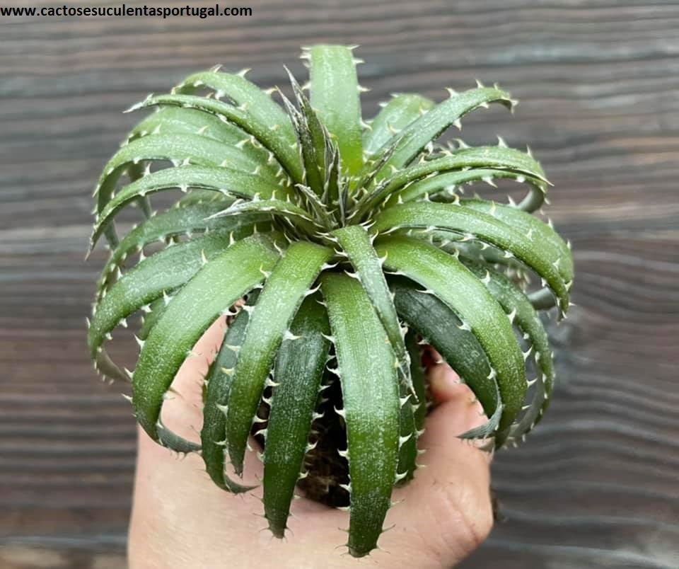 Dyckia hyb. 'Brittle Star',