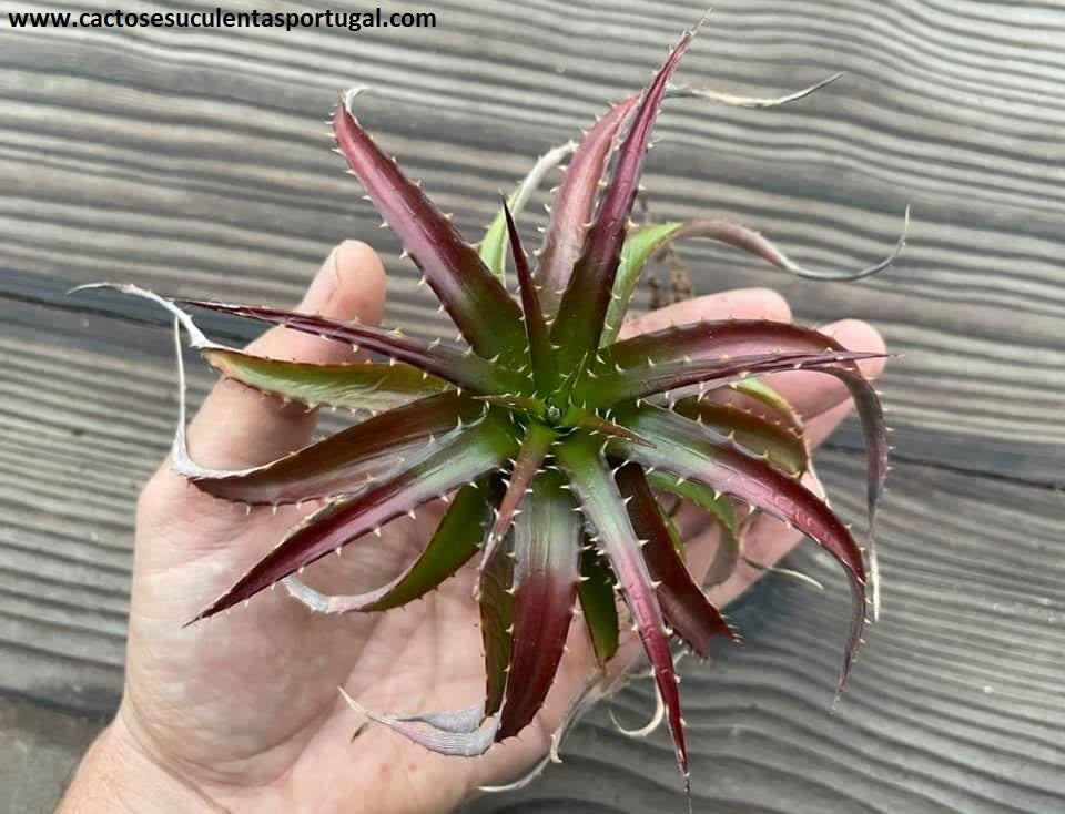 Dyckia hyb. 'Brittle Star'