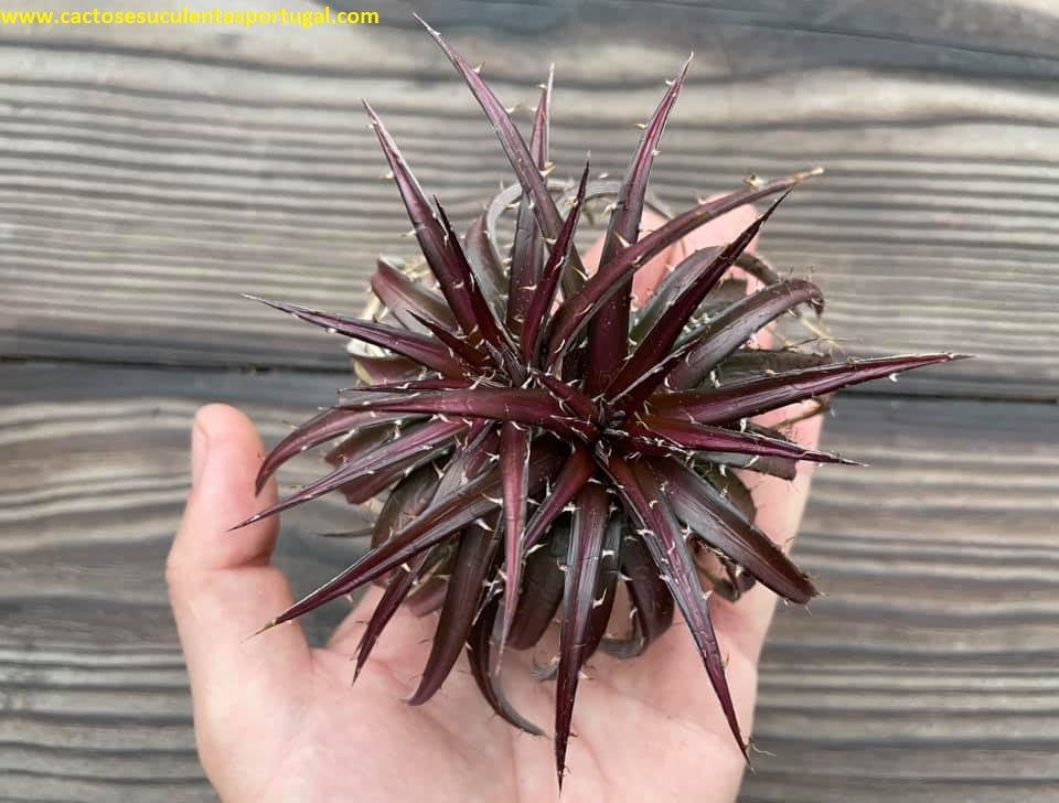 Dyckia hyb. 'Brittle Star' 2021, double head