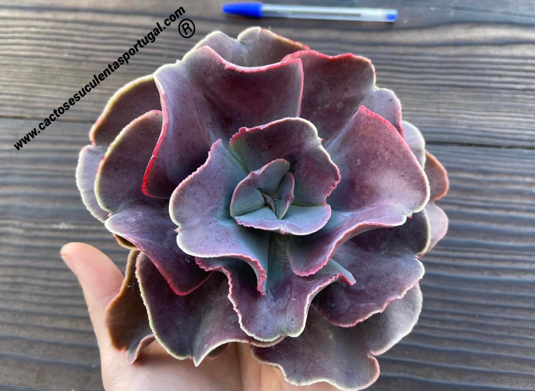 Echeveria 15E122 (new cultivar)