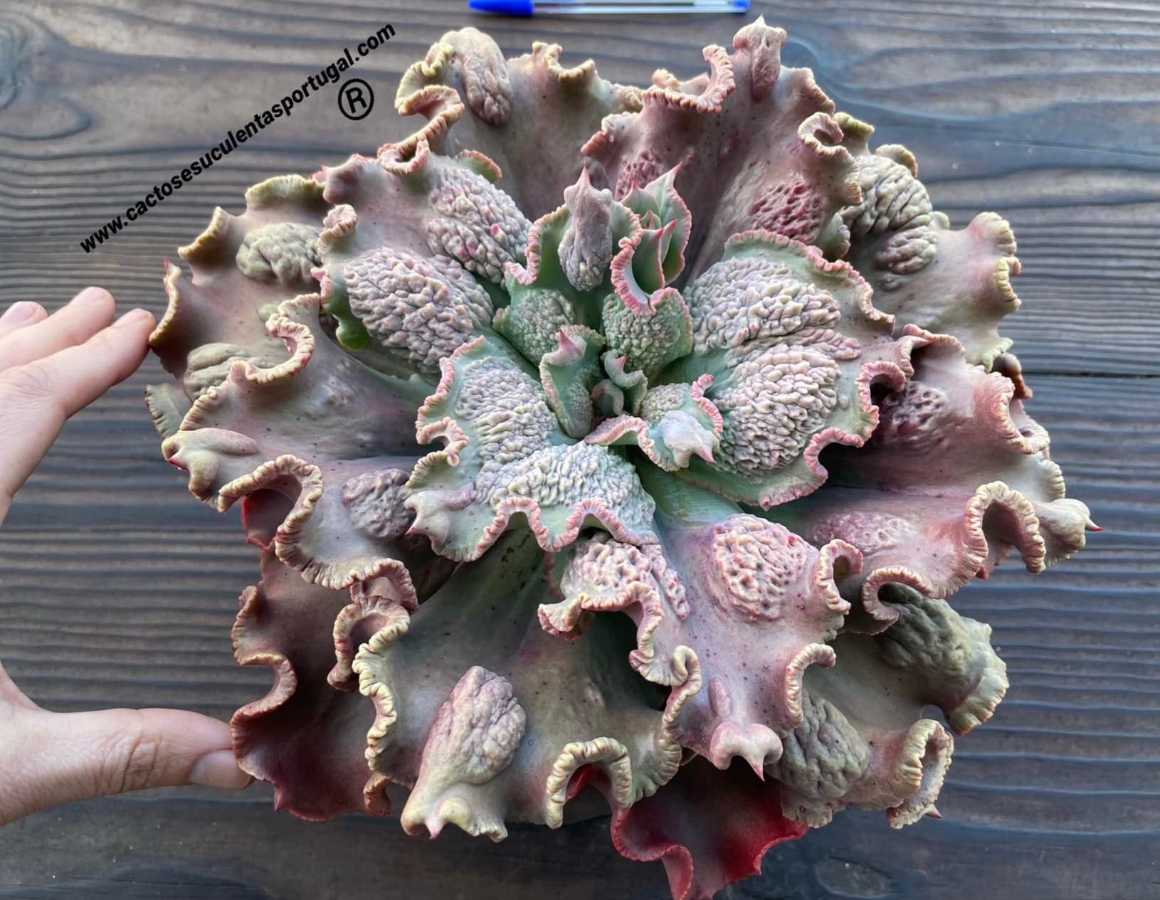 Echeveria 18E101 (new cultivar)