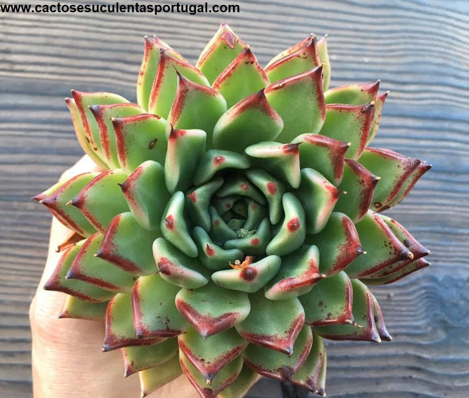 Echeveria Agavoides Ebony 
