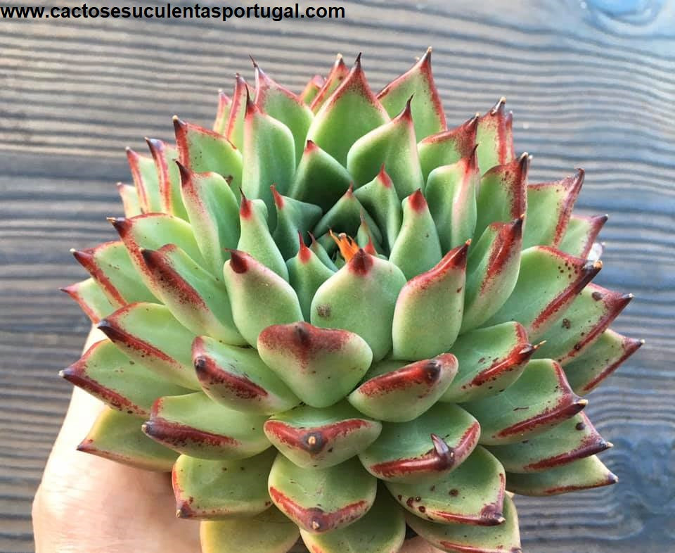 Echeveria Agavoides Ebony