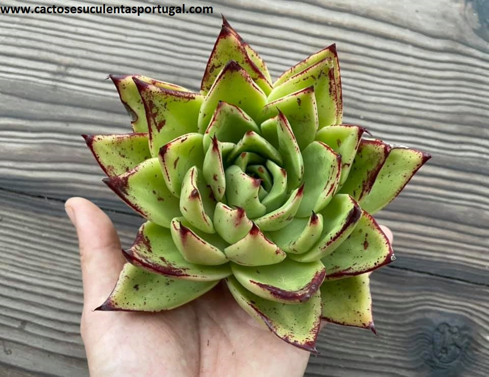 Echeveria agavoides ‘Ebony’