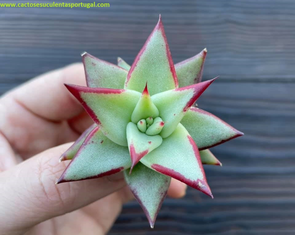 Echeveria Agavoides subs. Lipstick