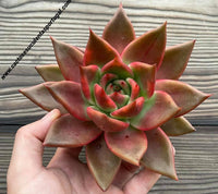 Echeveria Agavoides spp.