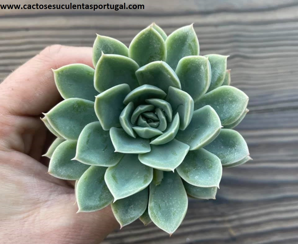 Echeveria Alfred 'Moon Fairy'