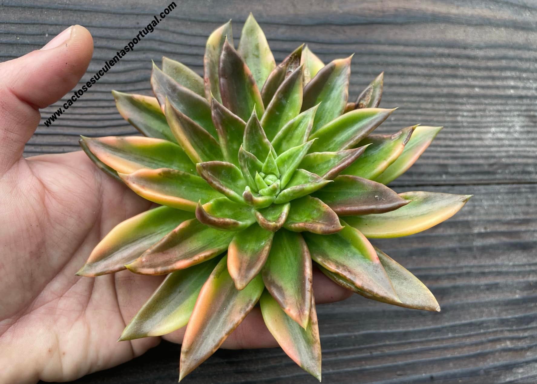 Echeveria Bess Bates (Black Prince Variegata)