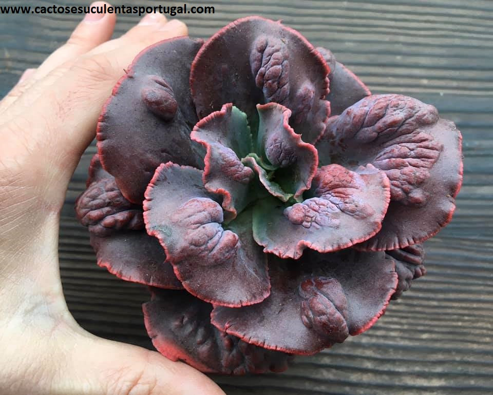 Echeveria Boton Rose, compact form. hibrida