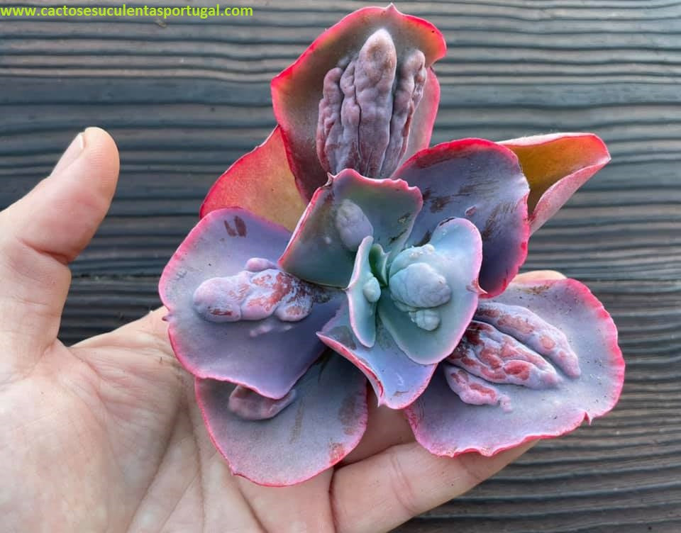 Echeveria Calipso