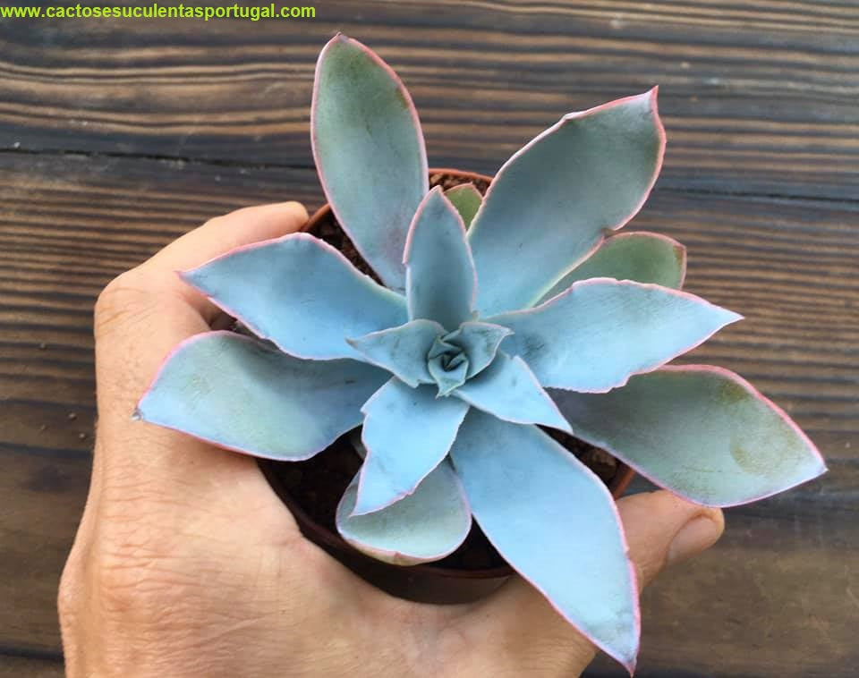 Echeveria Cante 