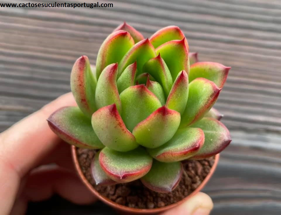Echeveria 'Christmas'