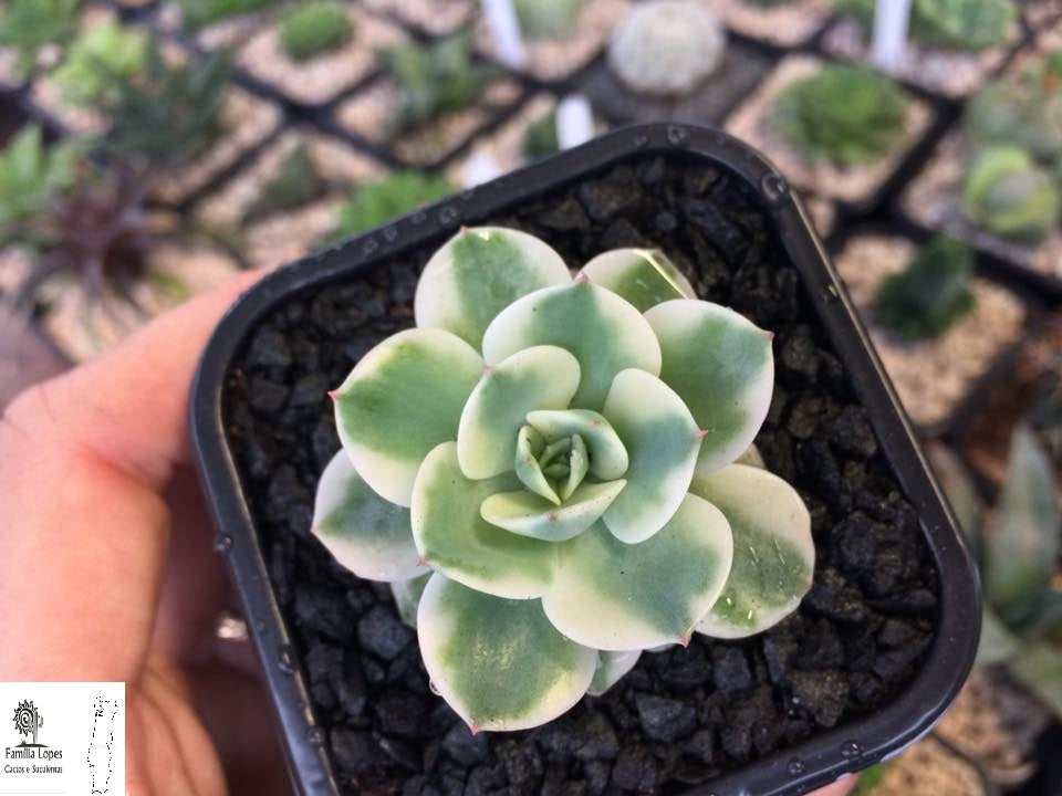 Echeveria Compton Carousel