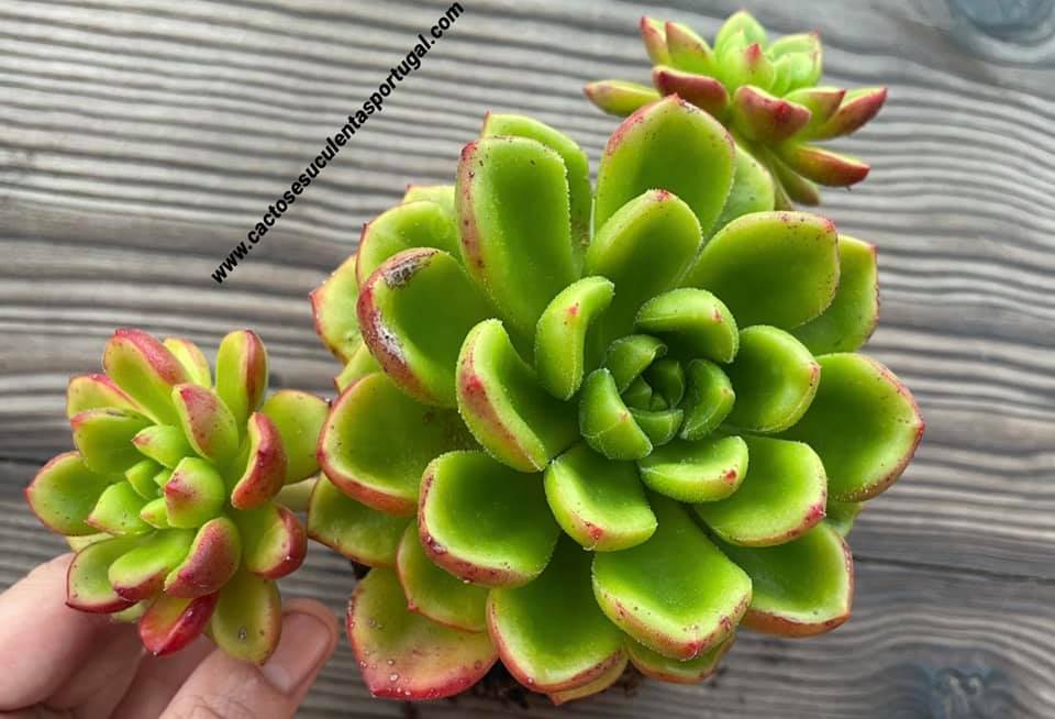 Echeveria  Cremneria 'Chubbs'