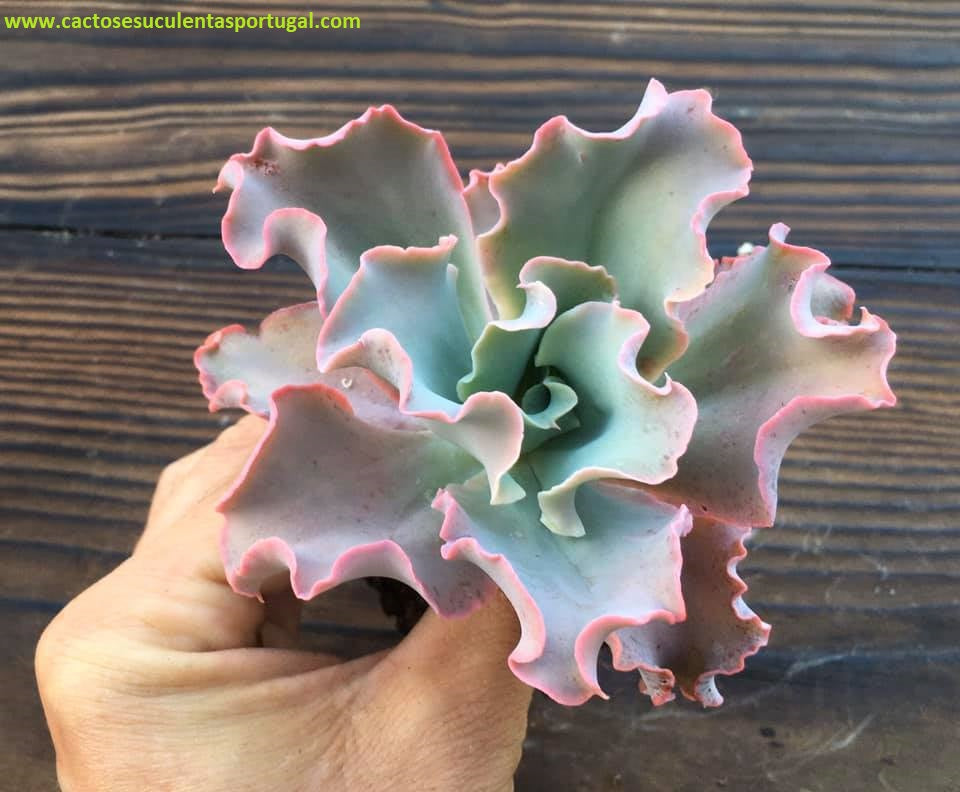 Echeveria 'Crinoline Ruffles'