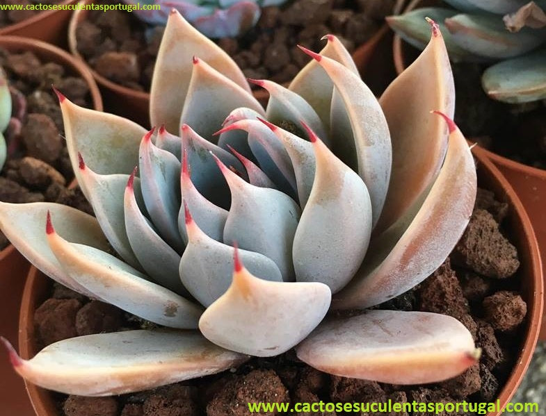Echeveria Cuspidata Menchaca 