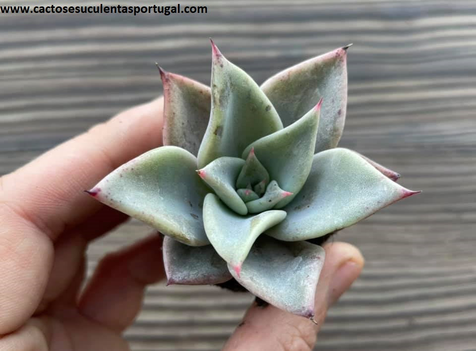 Echeveria Cuspidata Menchaca 