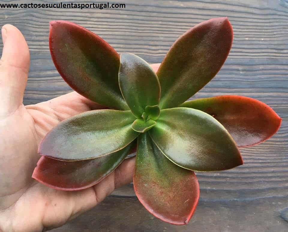 Echeveria Dactylifera