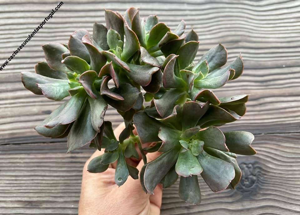 Echeveria Dark Vader aka Darkness Power form. bouquet