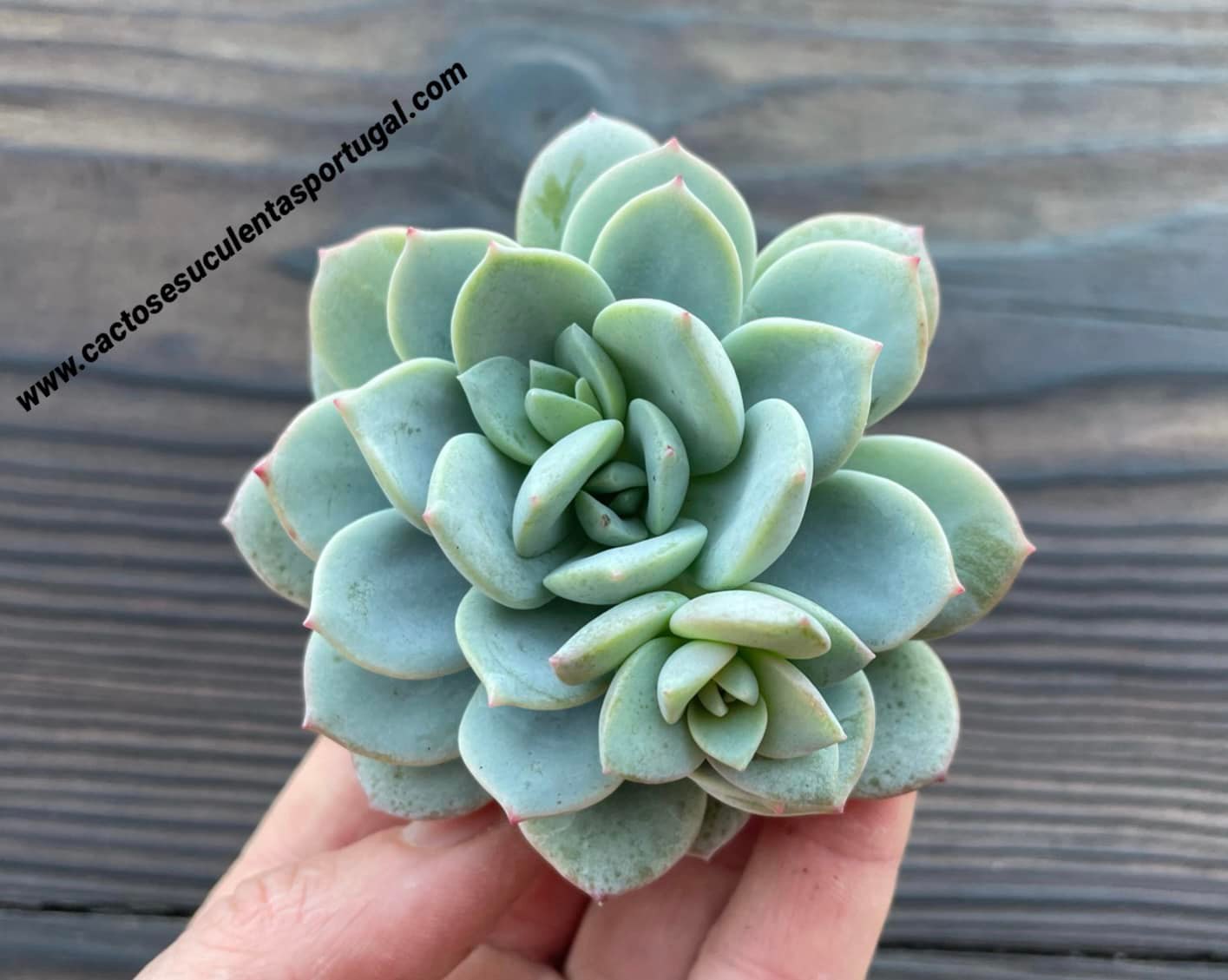 Echeveria Delulu