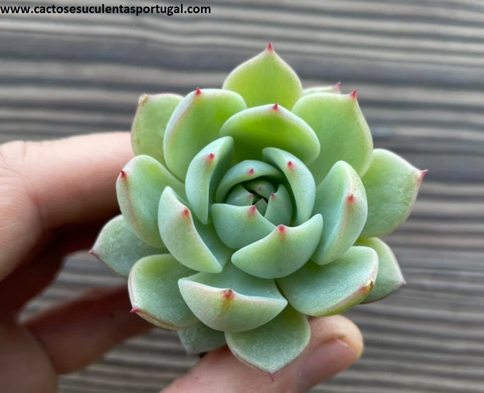 Echeveria Derenbergii spp
