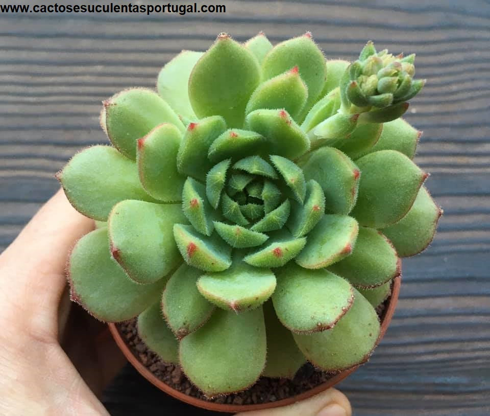 Echeveria dorette