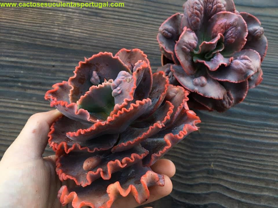 Echeveria Doublette spp. 12cm diametro 
