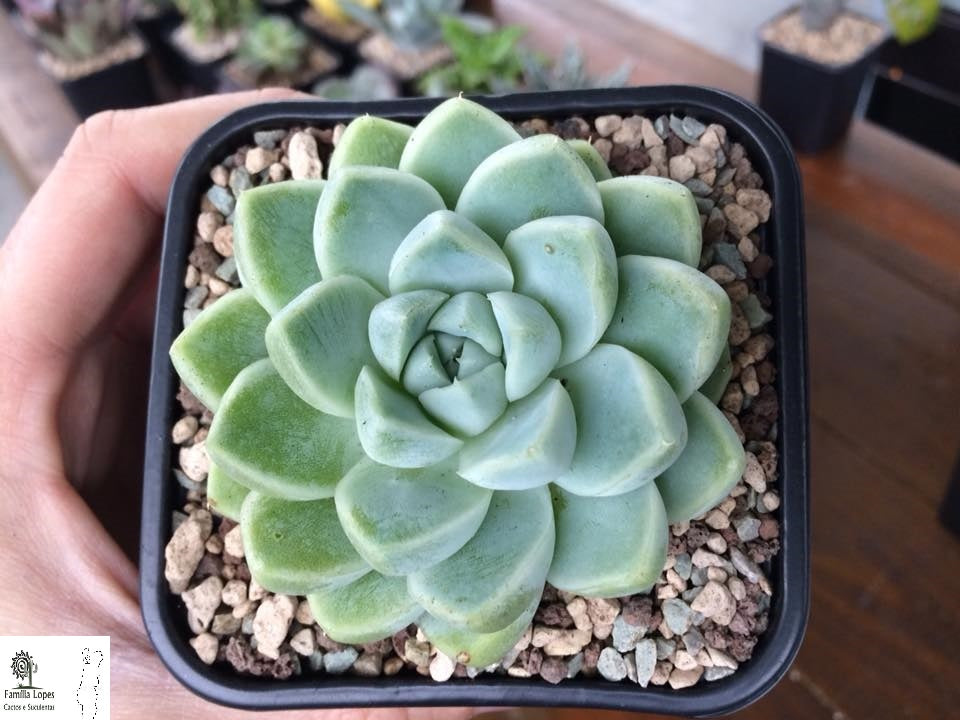 Echeveria Elegans Albicans