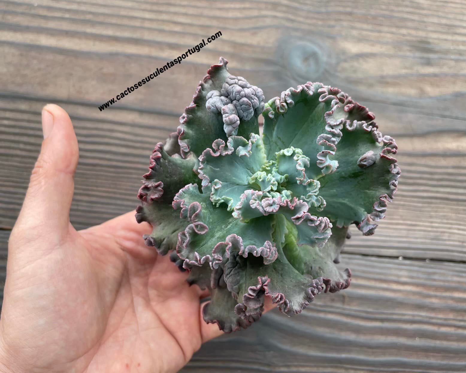 Echeveria Gibbiflora 'Dark Coral Reef' new cultivar