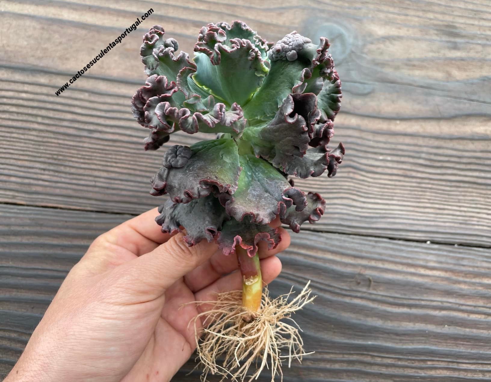 Echeveria Gibbiflora 'Dark Coral Reef' new cultivar