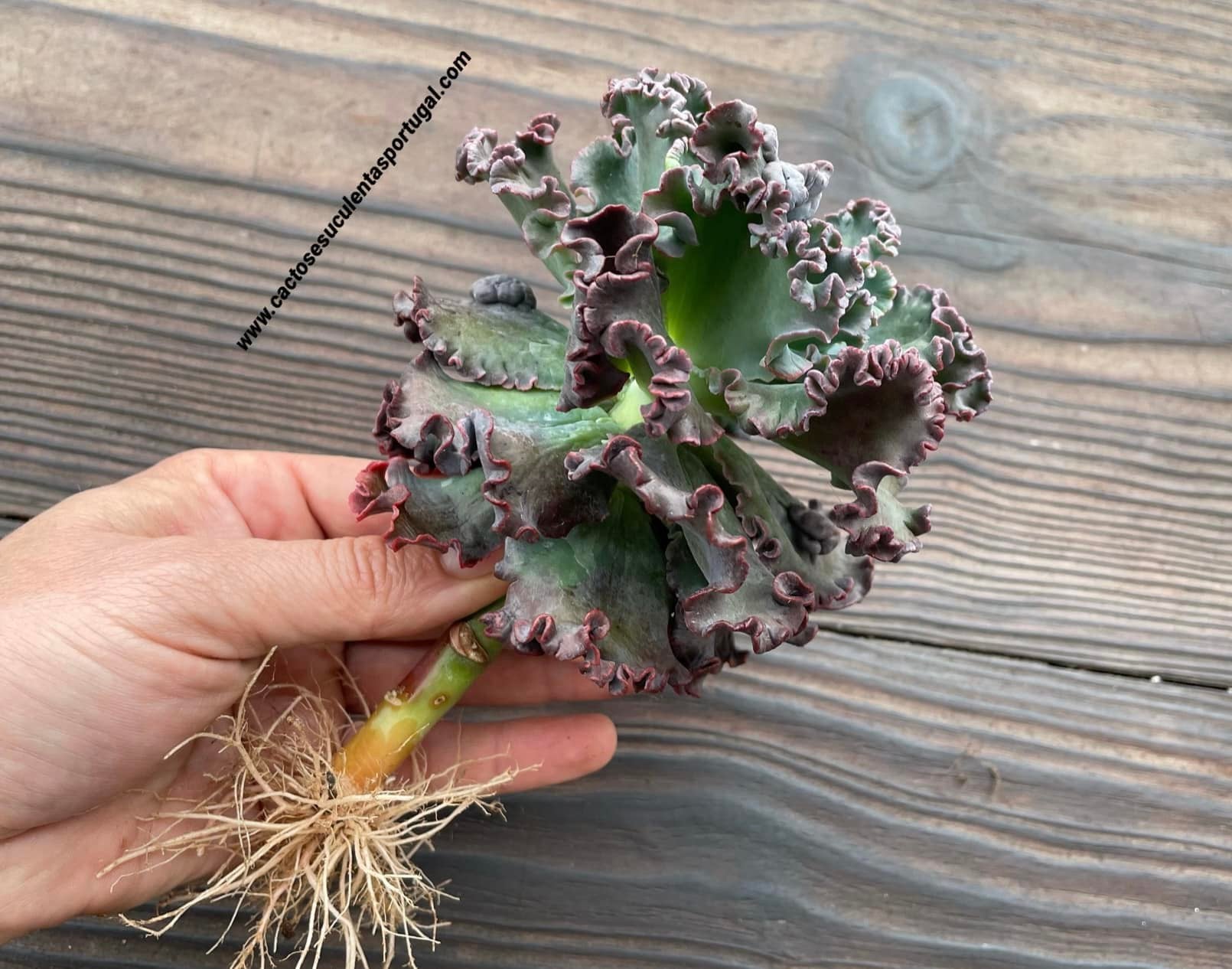 Echeveria Gibbiflora 'Dark Coral Reef' new cultivar