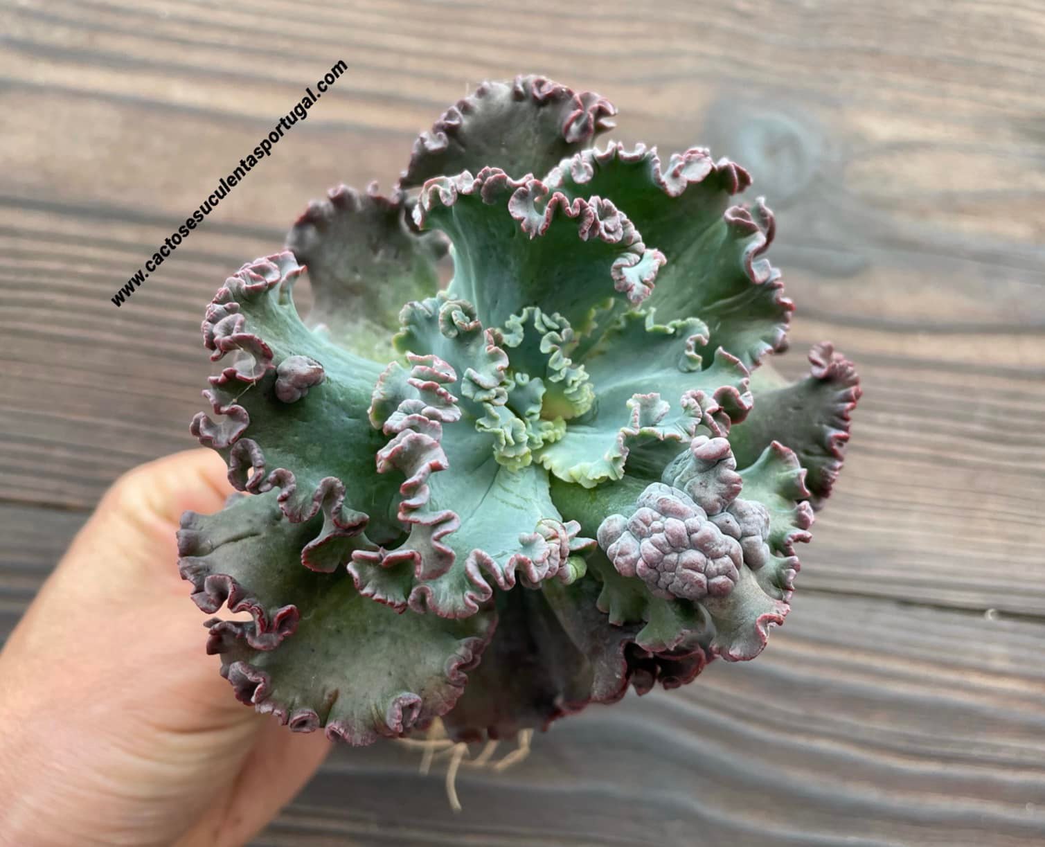 Echeveria Gibbiflora 'Dark Coral Reef' new cultivar