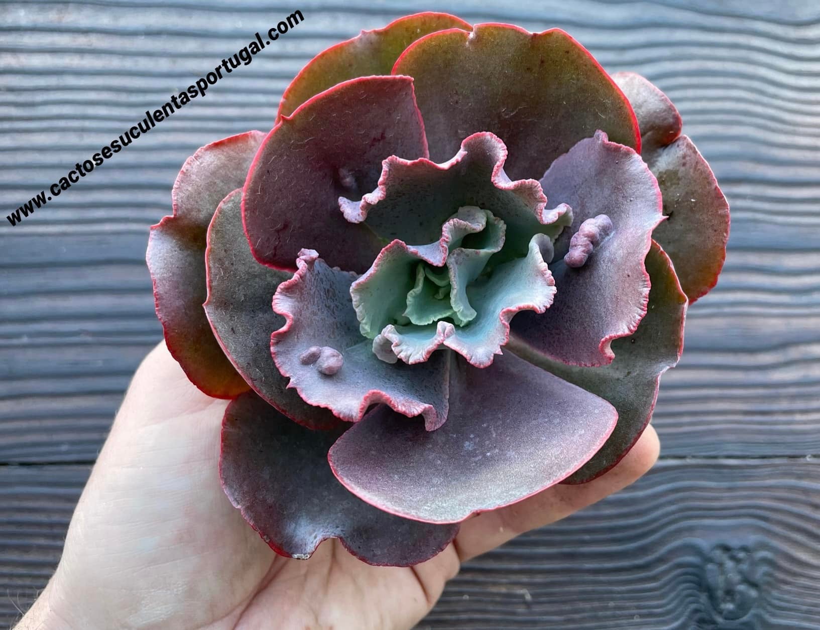Echeveria Gibbiflora 'Increible'