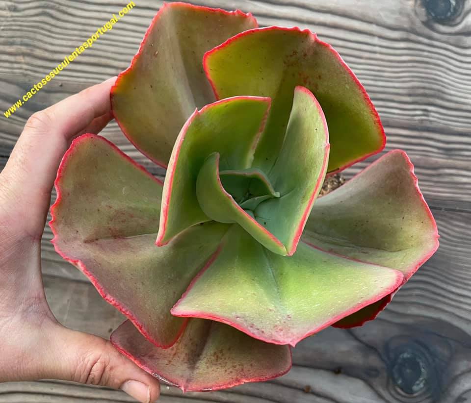 Echeveria Gigantea ‘Giant Hens And Chicks’