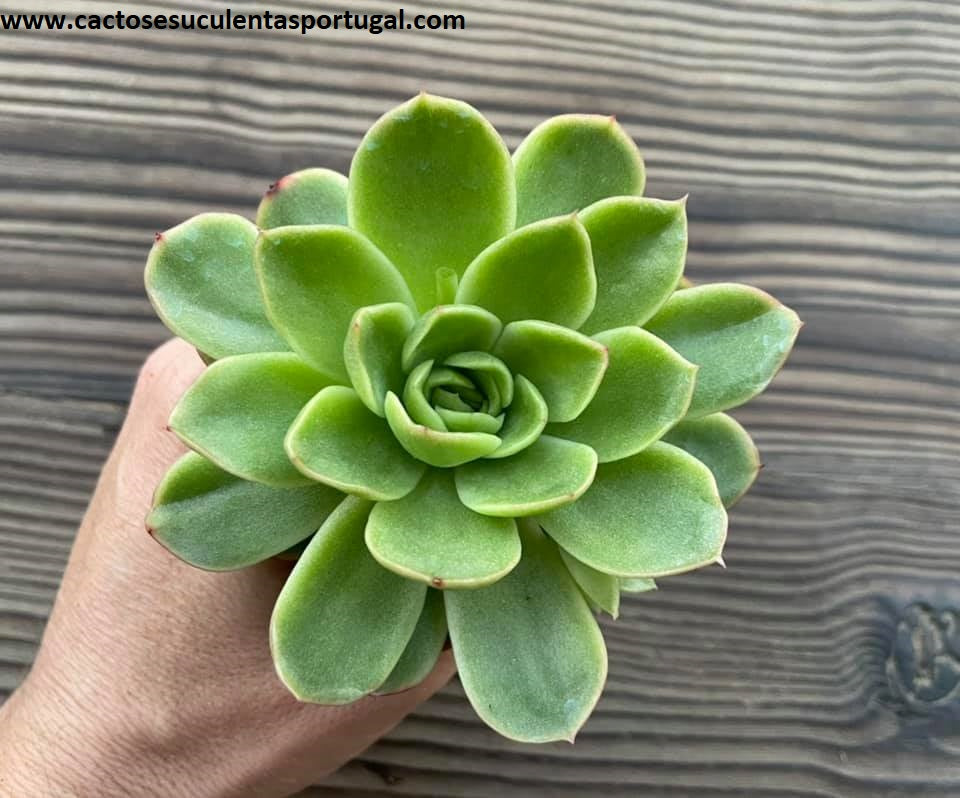 Echeveria Gilva