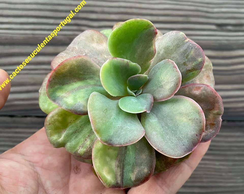 Echeveria Goiabinha form. monstruosa