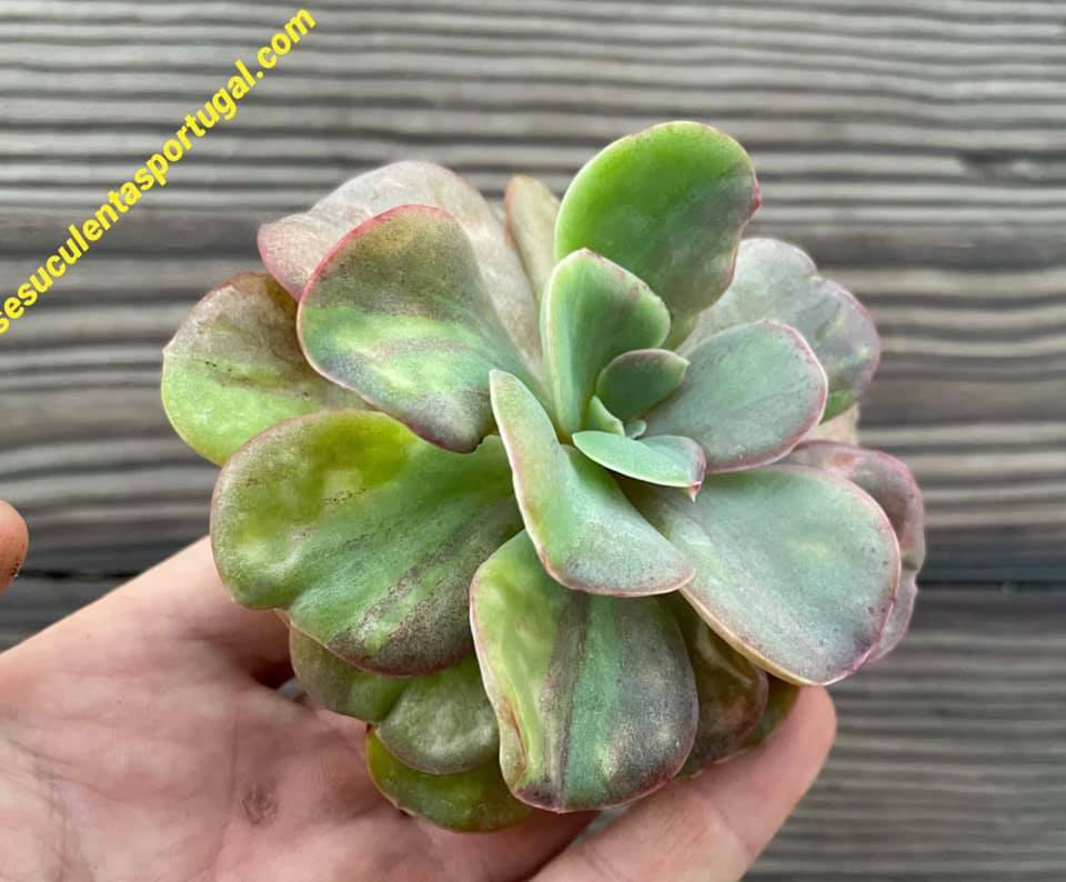Echeveria Goiabinha form. monstruosa