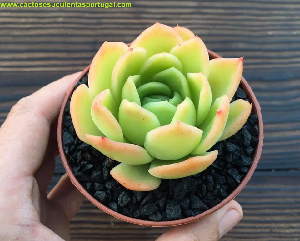 Echeveria "Golden Glow"