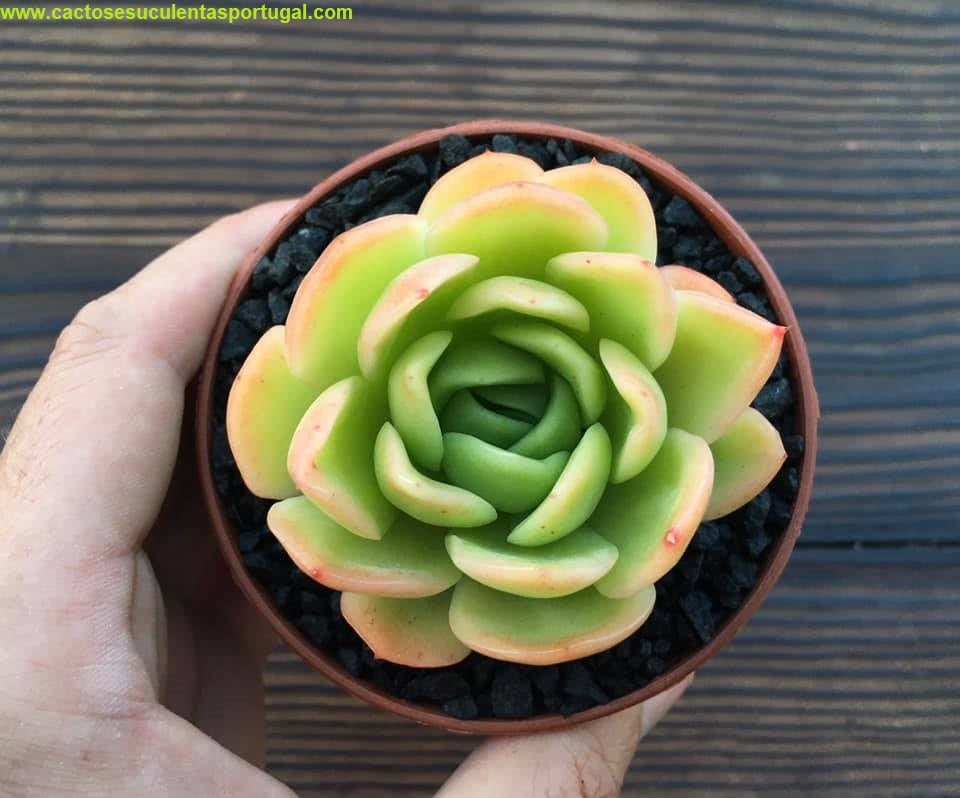 Echeveria "Golden Glow"