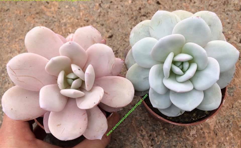 Echeveria laui rosa