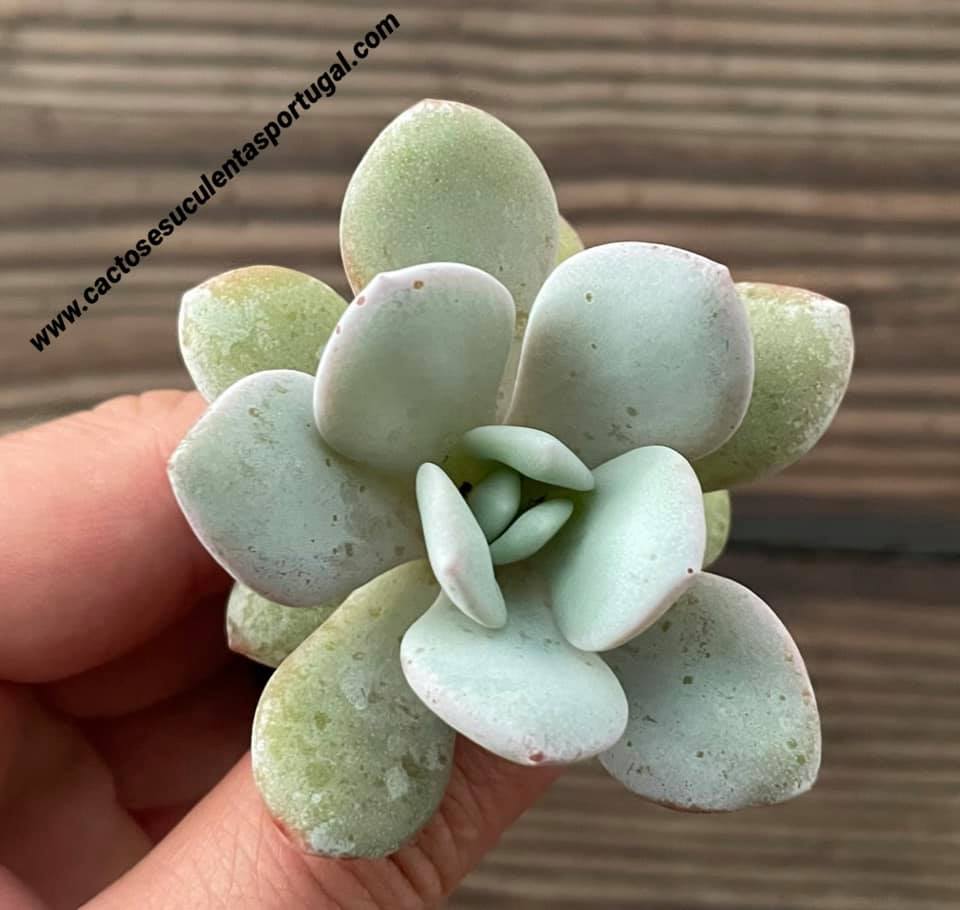 Echeveria Laui