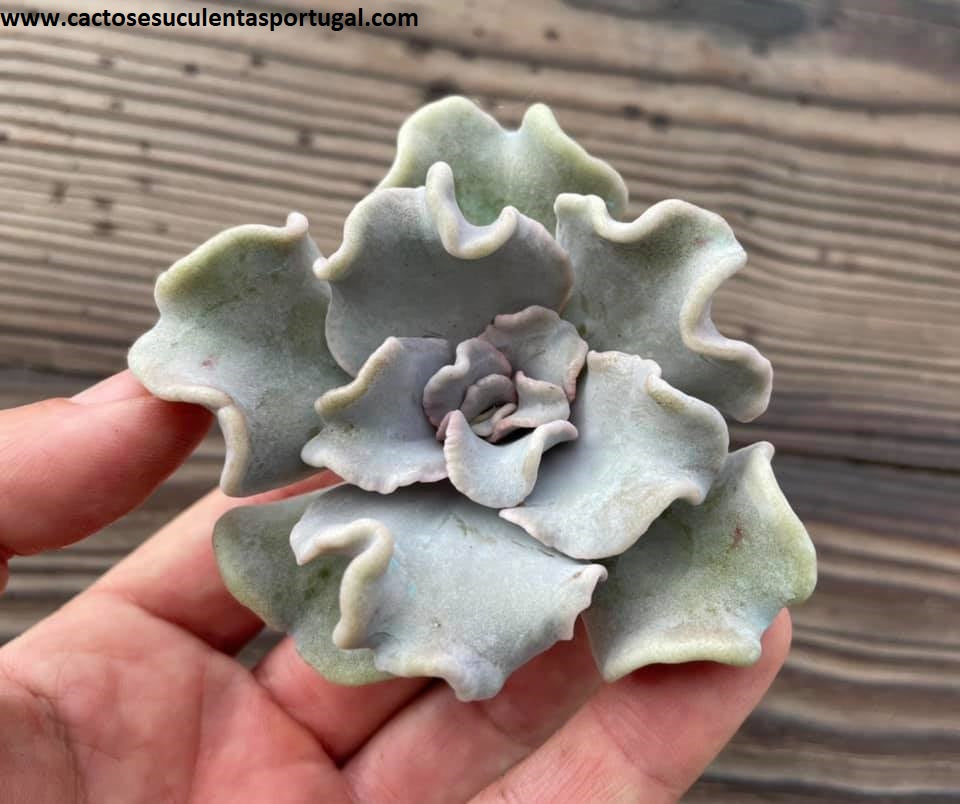 Echeveria 'Crispate Beauty'
