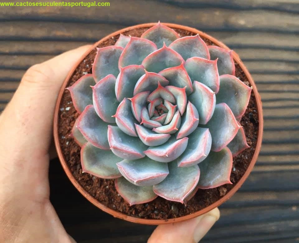 Echeveria Lindsayana x Pulidonis (Pulelinze)
