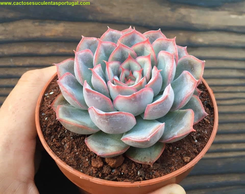Echeveria Lindsayana x Pulidonis (Pulelinze)