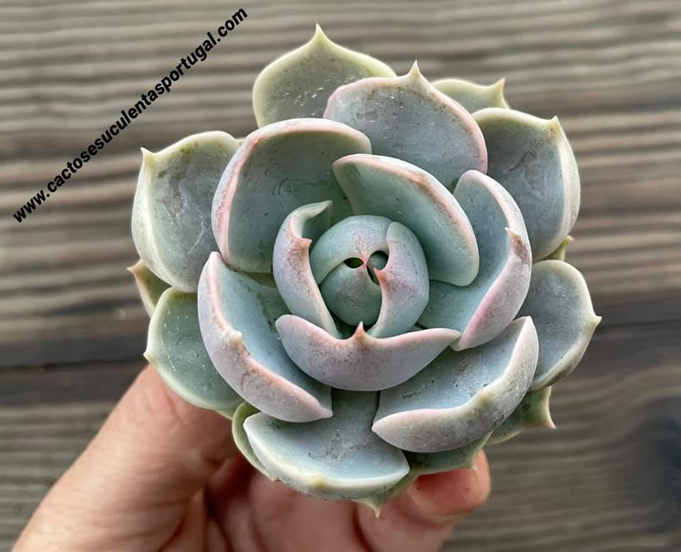 Echeveria Lotus