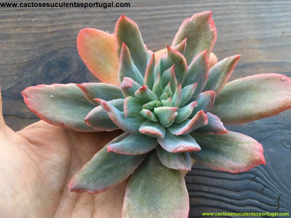 Echeveria Luella sp.