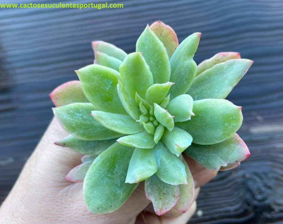 Echeveria Luella sp.