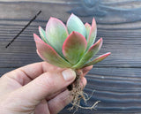 Echeveria Luella