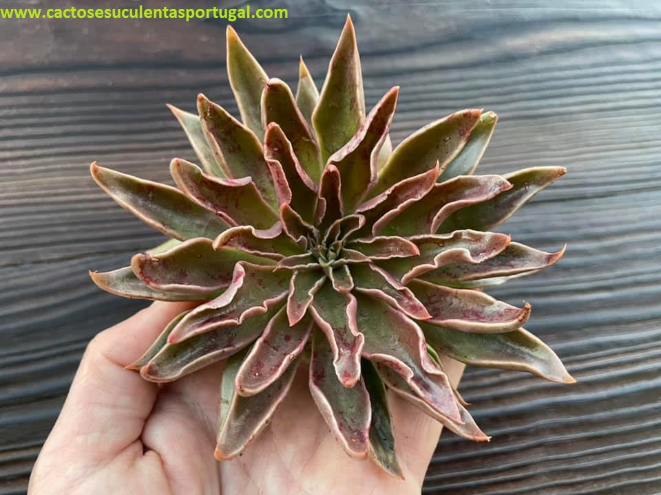 Echeveria lutea, vaso 15cm de diâmetro 