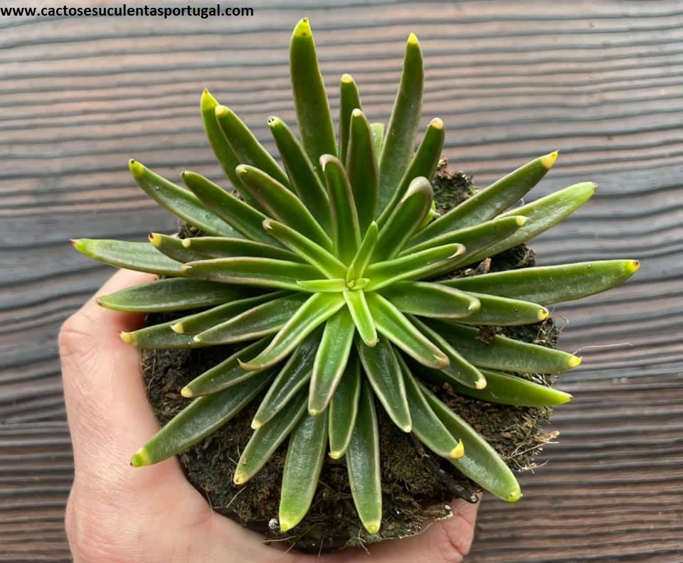 Echeveria Lutea sp.